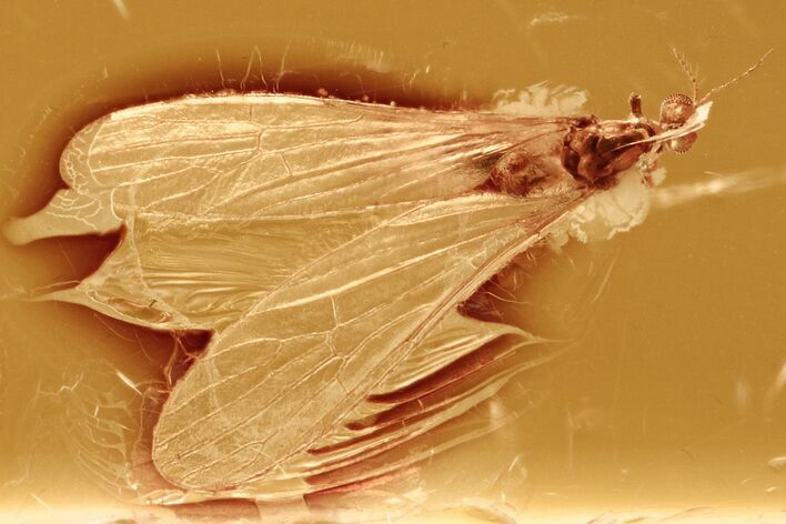 Legless Fossil Crane Fly (Limoniidae) In Baltic Amber #284663